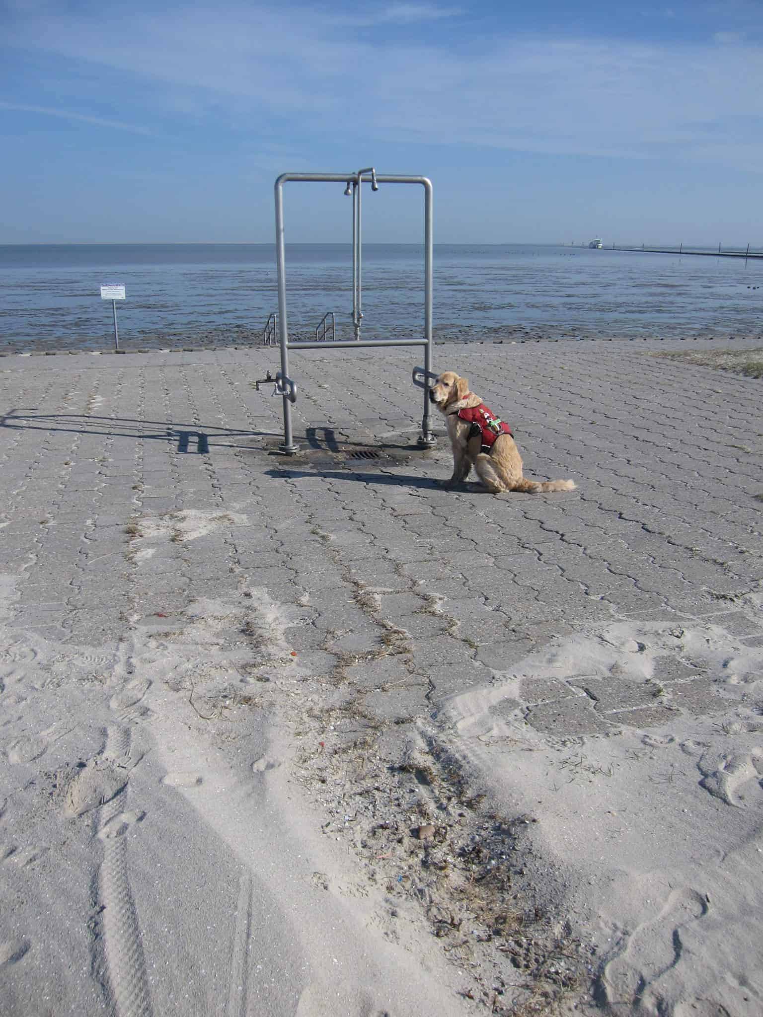 Hundestrand Carolinensiel Harlesiel Hund am Strand