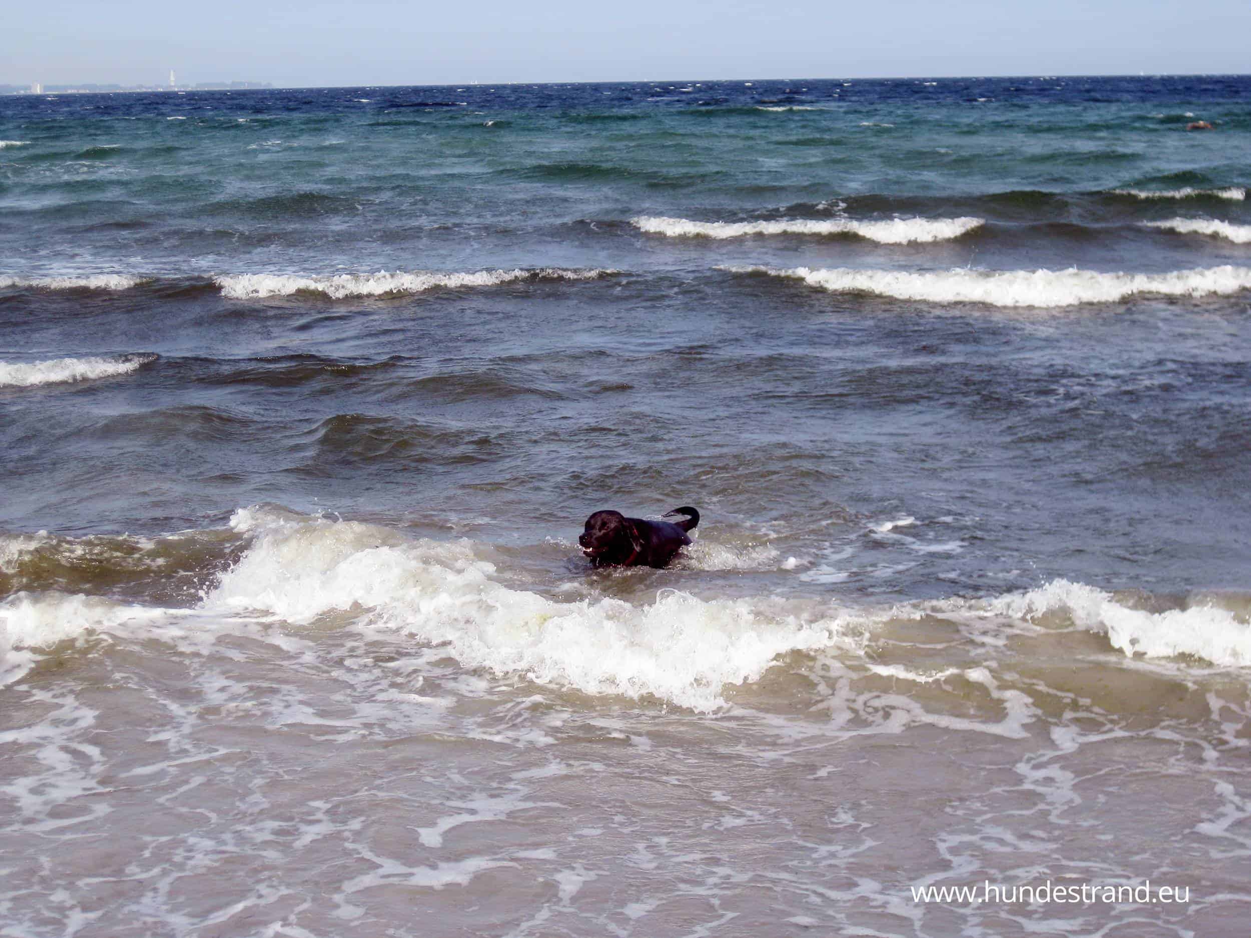 Hundestrand Haffkrug Hund im Wasser