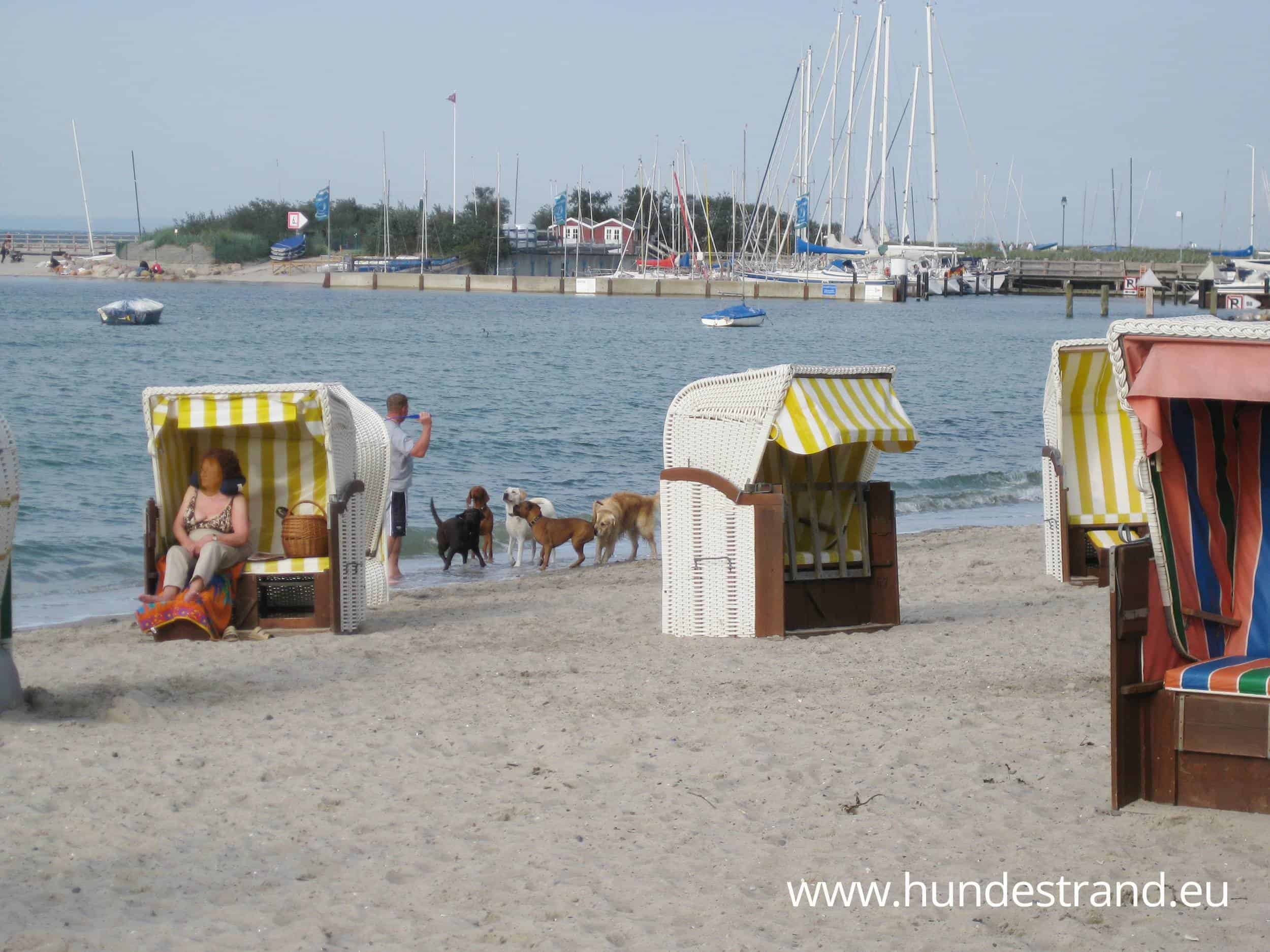 Hundestrand Niendorf Hunde am Strand