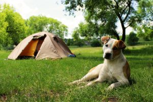 Campingurlaub mit Hund