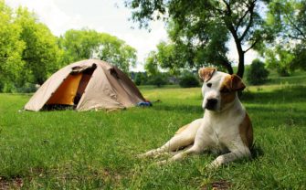 Camping Urlaub mit Hund