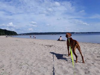 Hundestrand Flensburg Ostseebad Blick über Strand